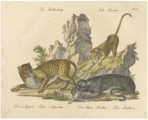 Karl Joseph Brodtmann, Leopard & Panther, 1816, Lithograph