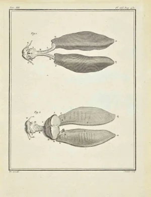 Juste Chevillet, The Organ, Etching, 1771