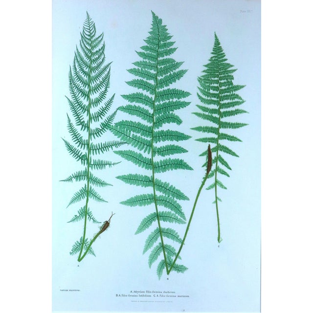 Green Henry Bradbury Nature-Printed Fern Botanical Prints, Set of Four, Framed For Sale - Image 8 of 18