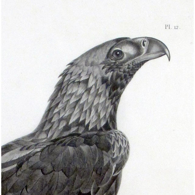 Description De l'Égypte Imperial Eagle Engraving, Savigny, Barraband, Circa 1826 For Sale - Image 4 of 12