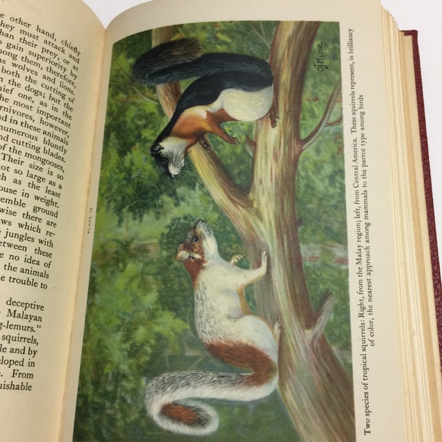 Brown 1944 Birds & Beasts Smithsonian Book For Sale - Image 8 of 12