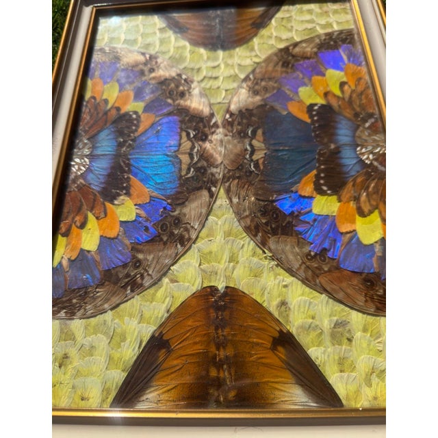 1950s Brazilian Artist, Natural Morpho Butterflies, 1950s, Paintings, Set of 2 For Sale - Image 5 of 7