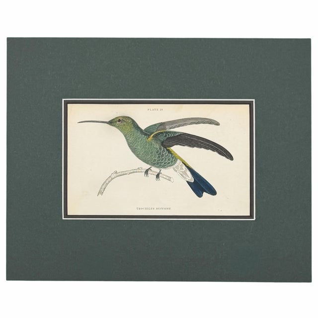 Antique Hummingbird Print Gallery, Set of 5 | 1833 Hand-Colored Jardine Engravings, Matted For Sale In Columbus - Image 6 of 6