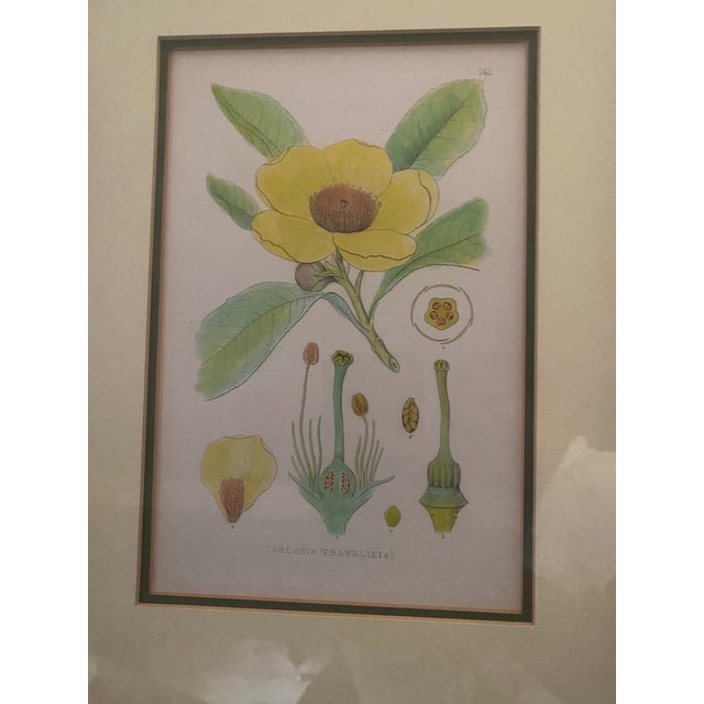 Green Mid-Century Framed Mark Catesby "Gordonia Loblolly Bay" Botanical Print, Coffey & Thompson For Sale - Image 8 of 12