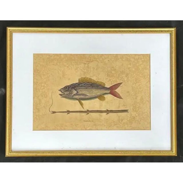 Lavender Mark Catesby Engraving, "The Lane-Snapper and the Tobaccopipe Fish" For Sale - Image 8 of 8