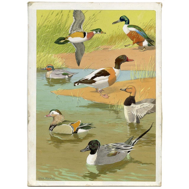 William Neave Parker, Ducks Bird, Mid-20th Century, Gouache Painting For Sale - Image 3 of 9