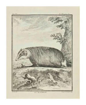 Louis Legrand, Le Blaireau, Etching, 1771