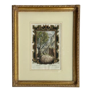 Pine Cone Old Testament, Original Engraving by Johann Scheuchzer, 1731 (Framed) For Sale