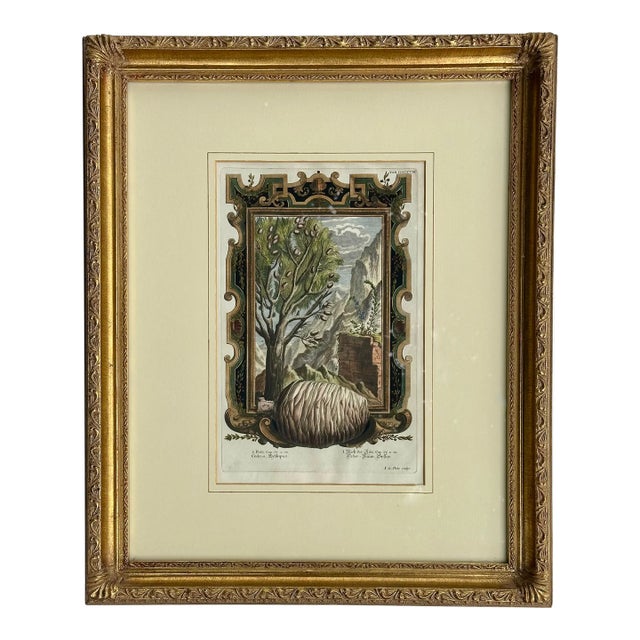 Pine Cone Old Testament, Original Engraving by Johann Scheuchzer, 1731 (Framed) For Sale