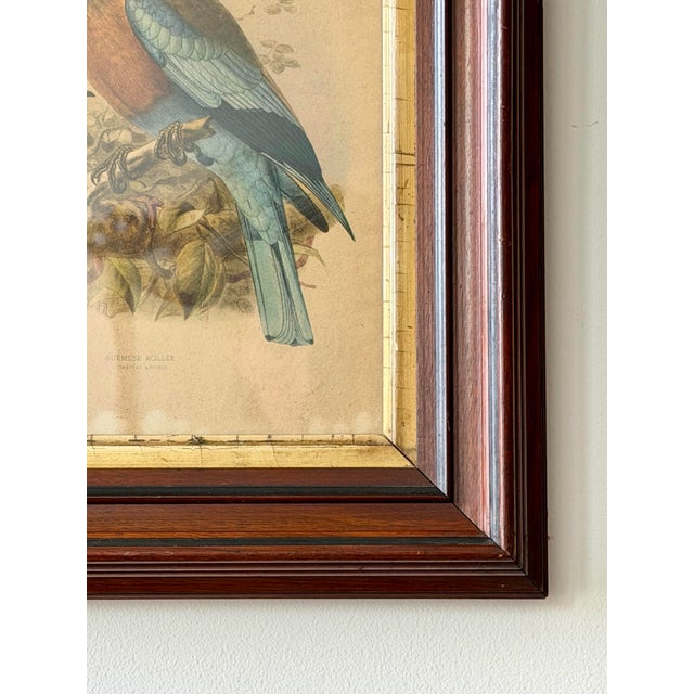 Chestnut Antique Burmese Roller Lithograph After j.g. Keulemans in Deep Wood Frame For Sale - Image 8 of 11