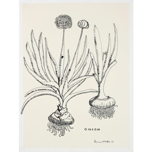 Mid-Century Modern "Onion" 1969 Still Life Botanic Ink Drawing For Sale - Image 3 of 3