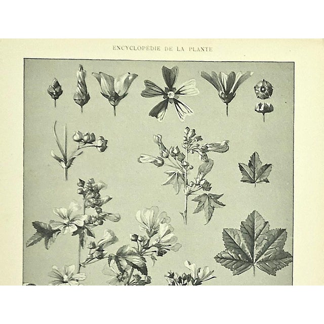 1902 Set of 3-Antique French Botanicals- Phlox, Bluets, Mallow, Documentation For Sale - Image 9 of 14