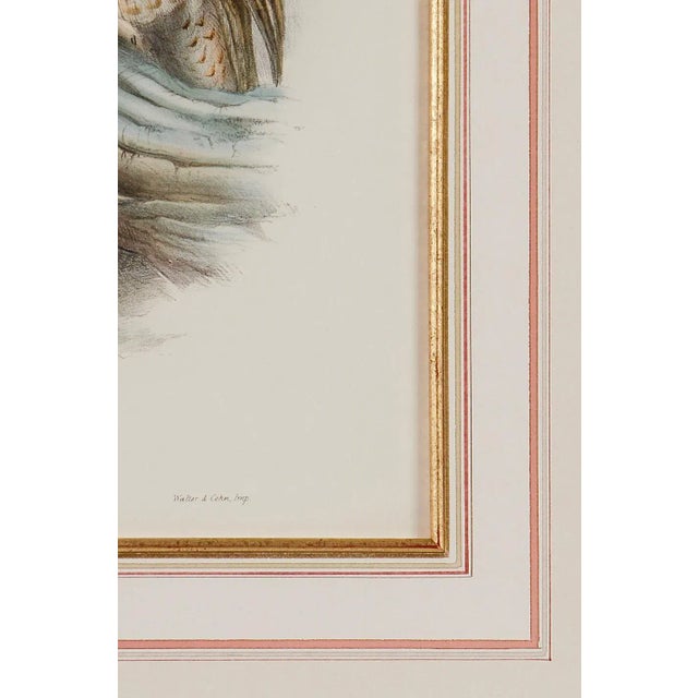 Mid 19th Century Tawny or Brown Owl: A Framed Original 19th C. Hand-Colored Lithograph by Gould, 1862-1873 For Sale - Image 5 of 6