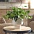 Kenneth Ludwig Chicago Essence Eucalyptus Accent & Vase For Sale - Image 4 of 7