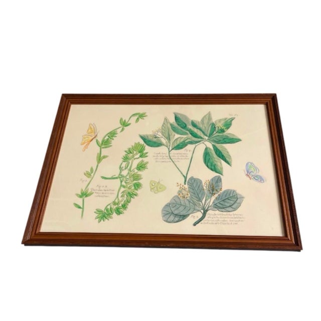 Pair of Vintage Framed Botanical & Entomological Illustration Prints For Sale - Image 4 of 12