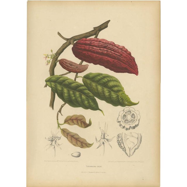 Berthe Hoola van Nooten, Cacao Tree (Theobroma Cacao), 1880, Chromolithograph For Sale - Image 9 of 9