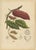 Berthe Hoola van Nooten, Cacao Tree (Theobroma Cacao), 1880, Chromolithograph For Sale - Image 9 of 9