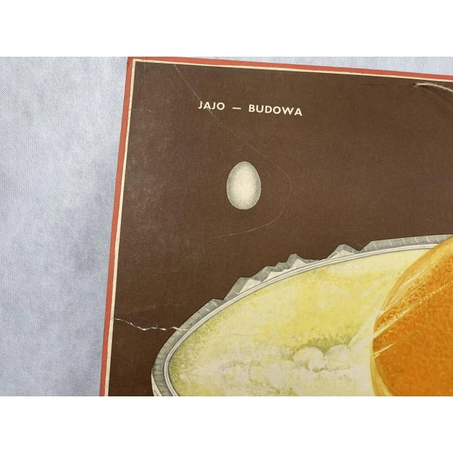 Polish School Board Egg Structure, 1960s For Sale - Image 6 of 8