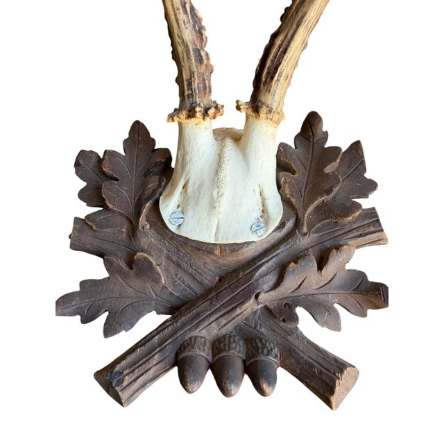 Roe Deer Trophy 225 Black Forest Antlers For Sale - Image 4 of 5