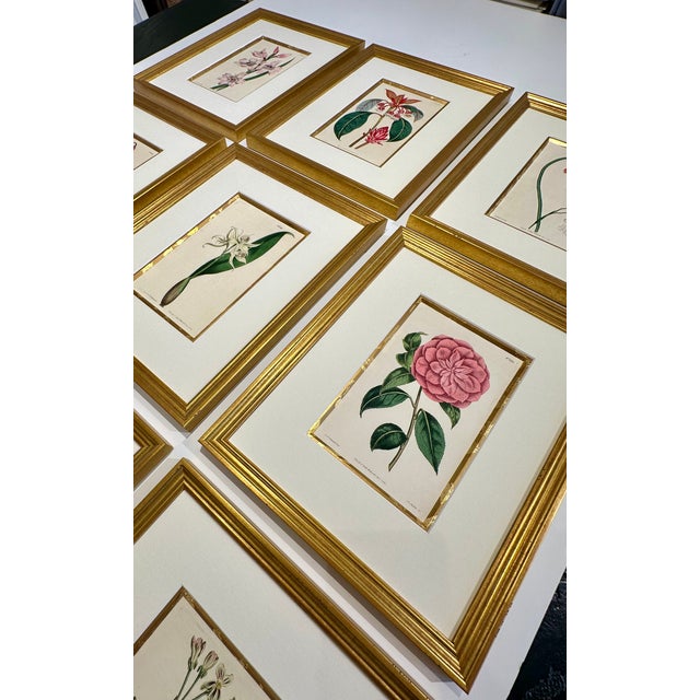 Mid 19th Century Set of 9 Original 1842 Curtis Botanical Prints in Ornate Gold-Leaf Gesso Matting – Framed For Sale - Image 5 of 15