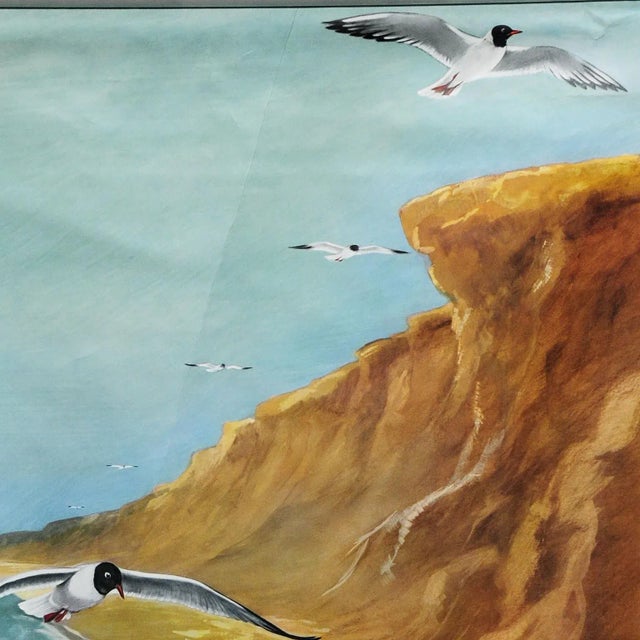 A classical Jung-Koch-Quentell pull-down wall chart showing black-headed gulls. used as teaching material in German...