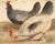 An original 17th-century engraving print, Attrib. Marmaduke Cradock, Chickens.An intriguing hand-coloured engraving...
