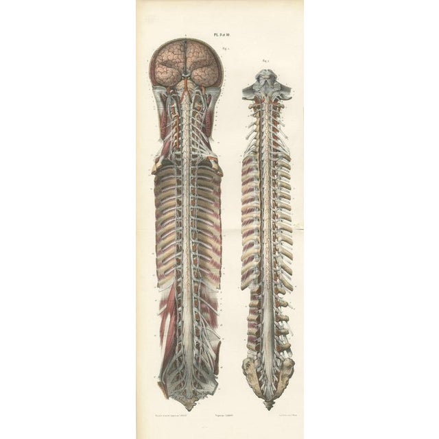 Hirschfeld and Leveille, Brain and Spinal Cord with the Spinal Nerves, 1866, Paper For Sale - Image 12 of 12
