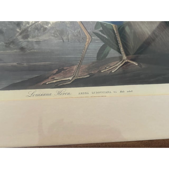 Wood Great Blue Heron by John James Audubon – Original Mid-19th Century Lithograph, Framed For Sale - Image 7 of 7