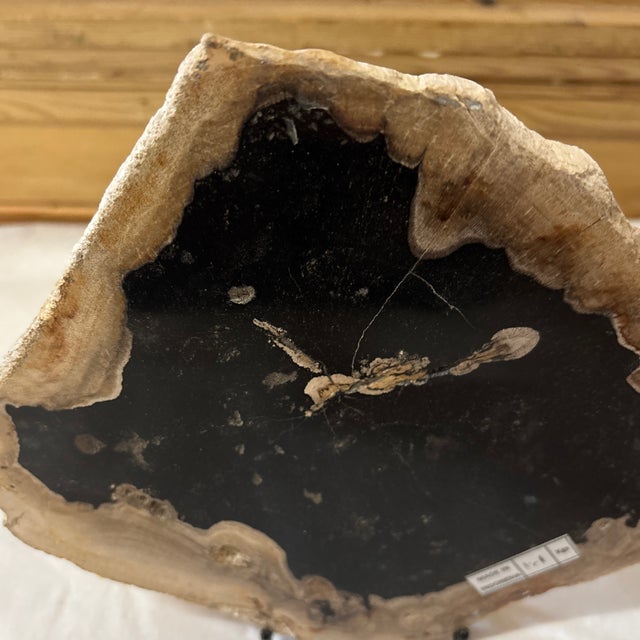 Live Edge Petrified Wood D For Sale - Image 11 of 11