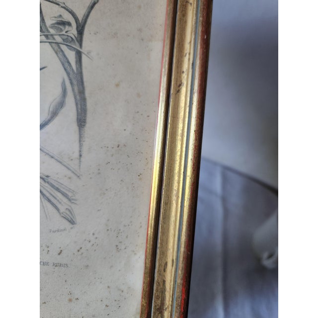 Buffon, Animal Composition, 1853, Pigment Prints, Framed, Set of 2 For Sale - Image 13 of 18