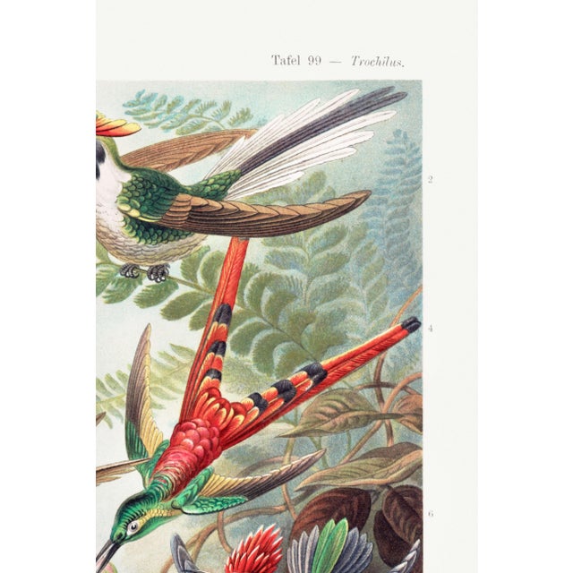 Hummingbirds Vintage Art Print Reproduction, 24″ × 36″ For Sale - Image 4 of 8