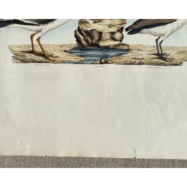 Mid 19th Century 1840s John Selby Plover Ornithological Engraving For Sale - Image 5 of 5