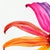 2020s Rainbowland Coneflower - Original Abstract Floral Watercolor Art by Xiao Wen Xu For Sale - Image 5 of 6