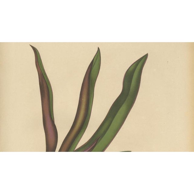 Berthe Hoola van Nooten, Oyster Plant, 1880, Chromolithograph For Sale - Image 4 of 10