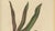Berthe Hoola van Nooten, Oyster Plant, 1880, Chromolithograph For Sale - Image 4 of 10
