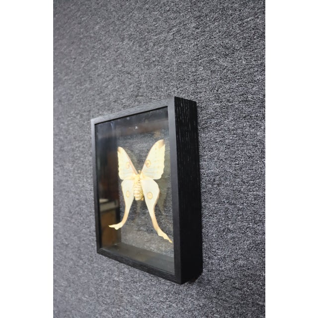 Late 20th Century Framed Female Comet Moth Shadow Box Specimen Display For Sale - Image 5 of 10
