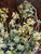 Maya Kopitzeva, Bouquet of Flowers, 1997, Oil Painting For Sale - Image 4 of 9