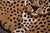 1990s Contemporary Baby Leopard Animal Design Area Rug For Sale - Image 5 of 13
