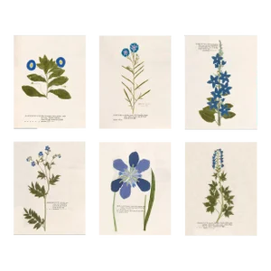 Antique Botanical Reproduction Prints With Blue Flowers - Set of 6