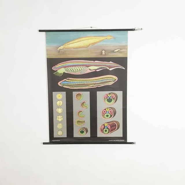 Metal Educational Pull Down Biology Chart from Jung Koch Quentell, Germany, 1969 For Sale - Image 7 of 8