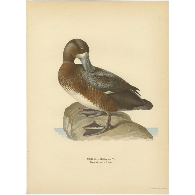 Paper Scandinavian Duck Prints, 1929, Set of 6 For Sale - Image 7 of 9