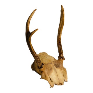 Antique Roe Deer Antlers Taxidermy For Sale