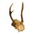 Antique Roe Deer Antlers Taxidermy For Sale