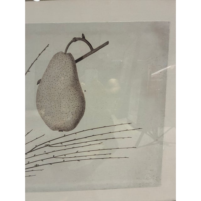 Natural Curiosities “St. Germain Pear-Tree” Oversized Botanical Print, For Sale In Charlotte - Image 6 of 10