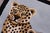 Contemporary Baby Leopard Animal Design Area Rug For Sale - Image 4 of 13