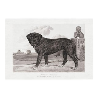 Cassell Dogs; Mastiff, Unframed Artwork For Sale