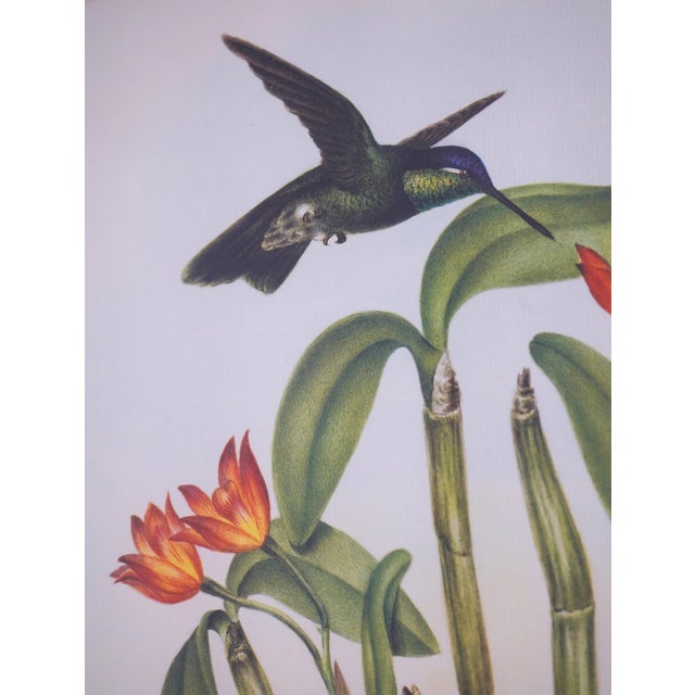 1980s Chelsea House Pair of Flower & Bird Engraving Prints For Sale In Philadelphia - Image 6 of 13
