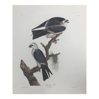 Audubon Mississippi Kite From the Abbeville Edition For Sale
