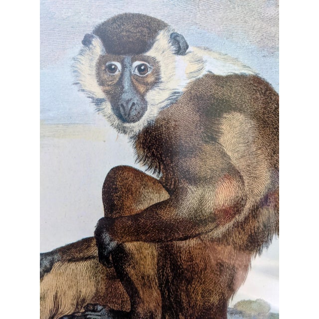 Late 20th Century Hand-Colored Engravings of Monkeys After G. Buffon, Framed - Set of 4 For Sale - Image 9 of 13