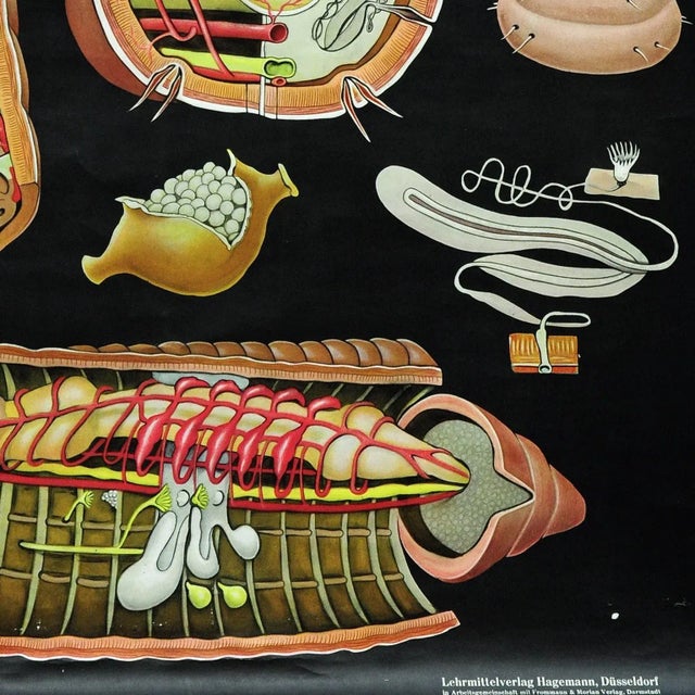 Textile Earthworm Lumbricidae Wall Chart Life Art Print by Jung Koch Quentell For Sale - Image 7 of 8